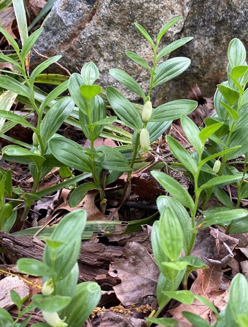 Polygonatum humile-April-DavidsonCo-Kathy Sill-ccby40
