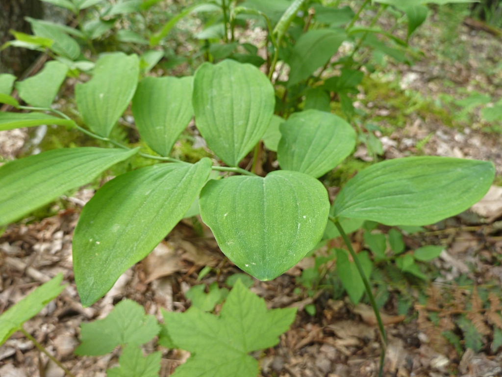 Leaves
