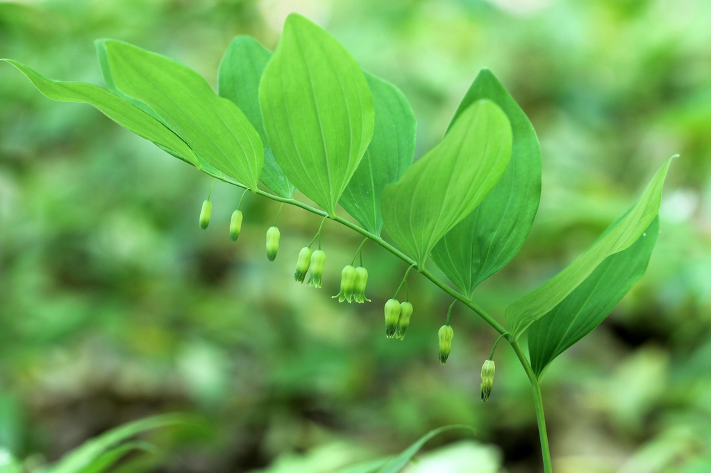 Flowers and leaves