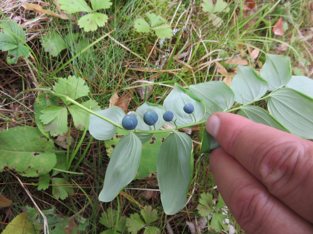 Fruit