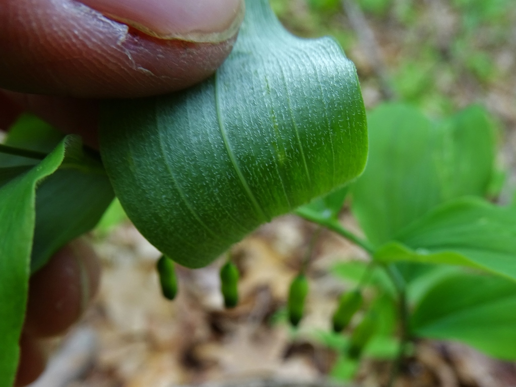 Hairs on underside of leaf