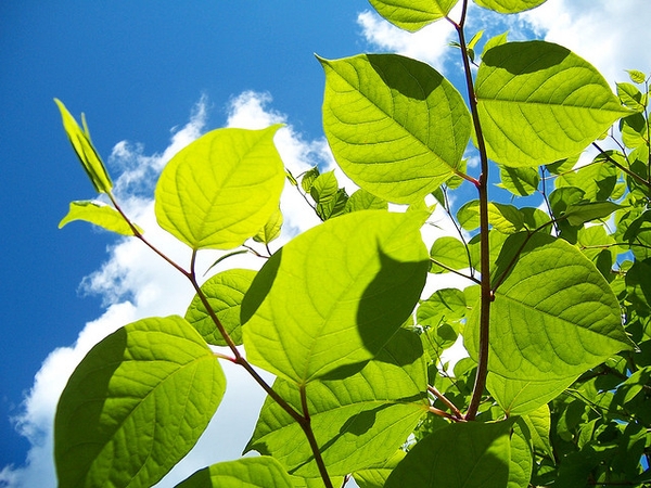 Leaves