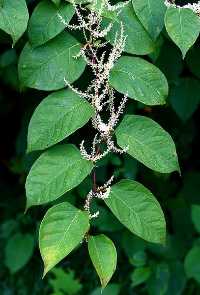 Alternate leaves