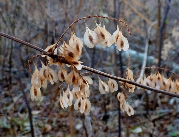 Mature three winged fruits.