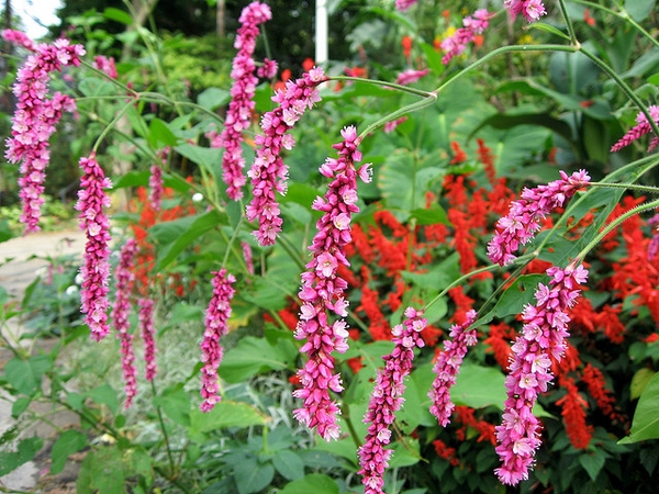 Flower and Leaves