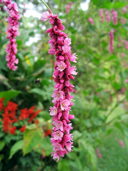 Flower and Leaves