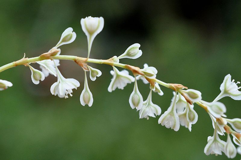Silver Lace Vine