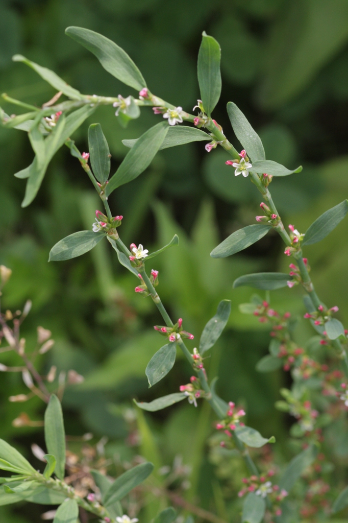 Flowers of P. aviculare