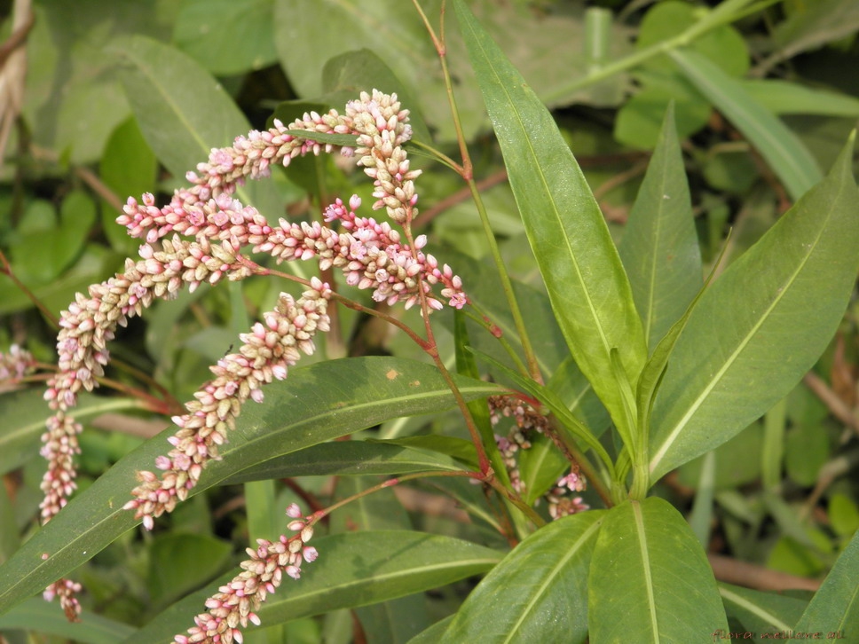 Flowers of P. glabrum