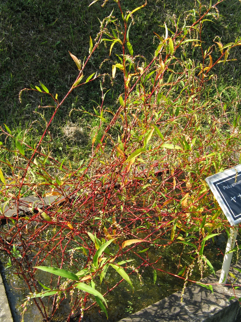 Polygonum hydropiper