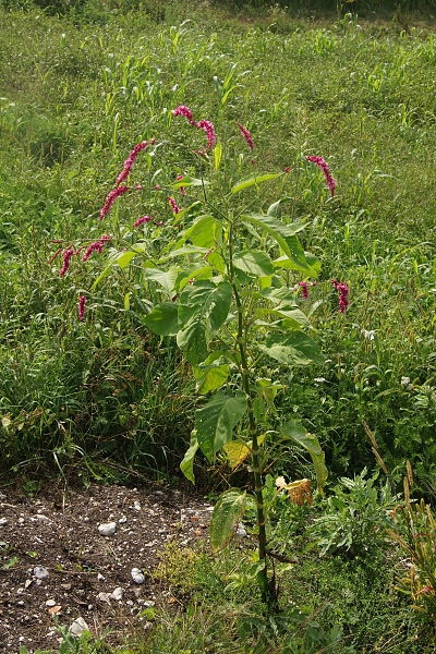 Form