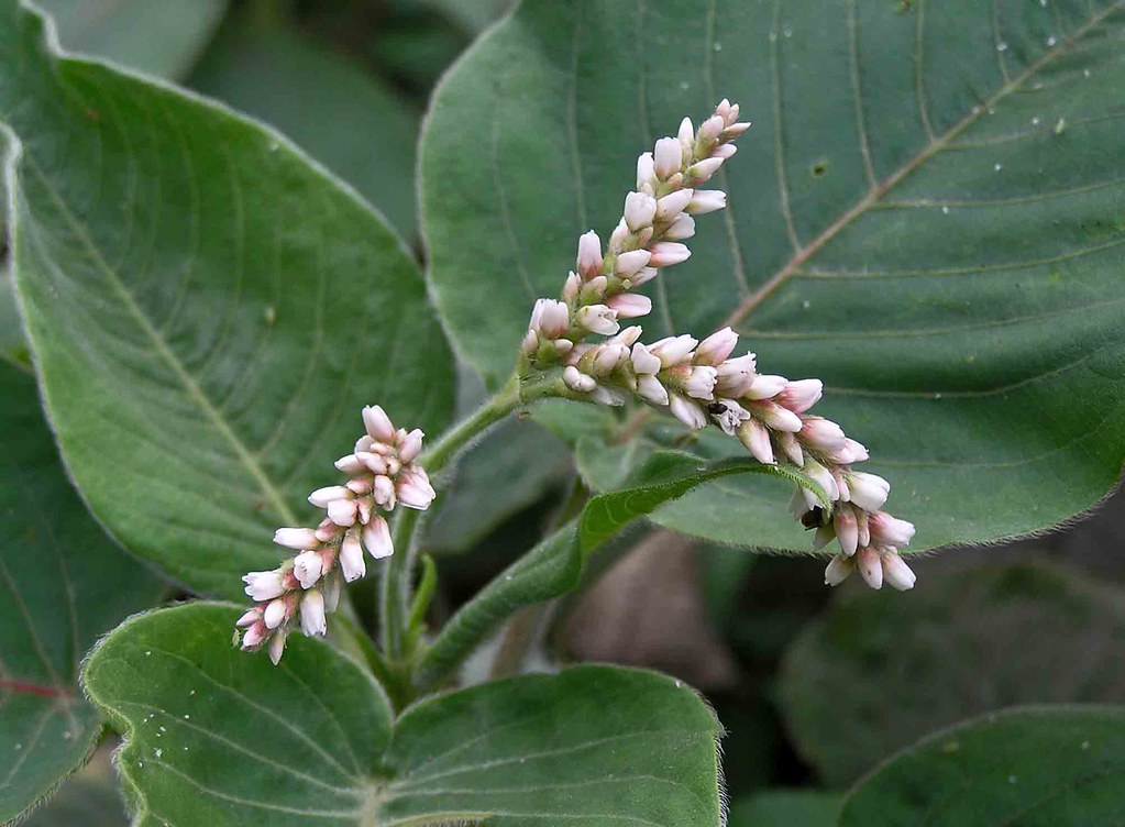 Flower and Leaves