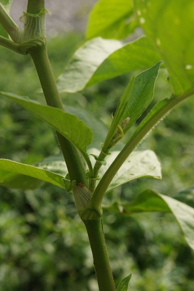 Stem and Leaves
