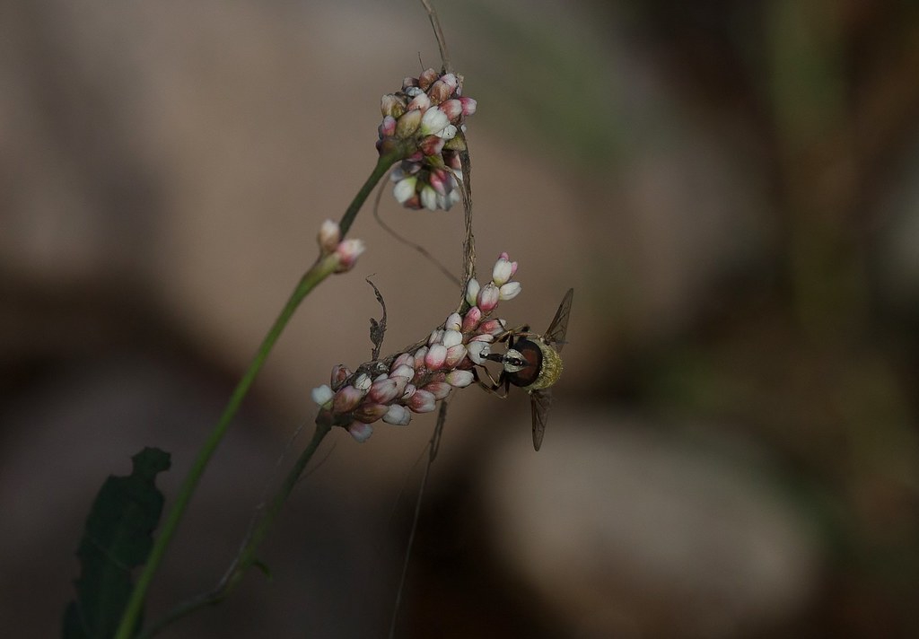 Flower bud