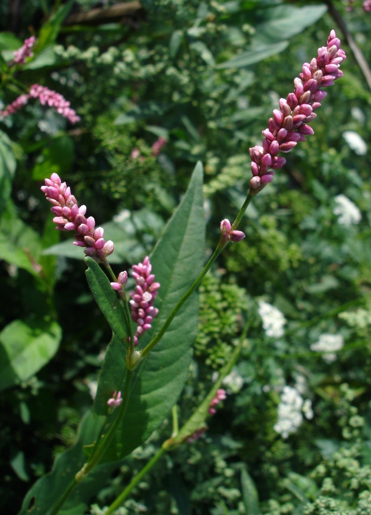 Flowers of P. persicaria
