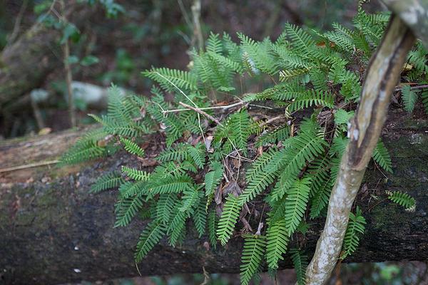 Fronds