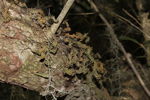 Polypodium-polypodioides
