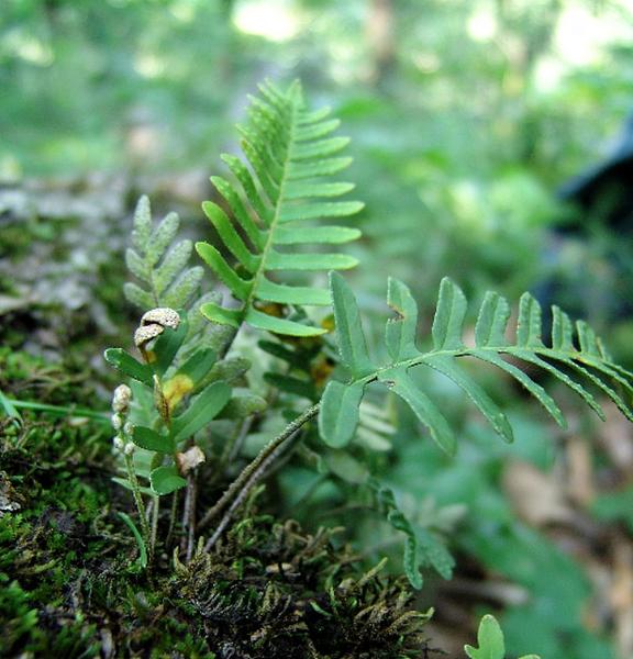 Fronds