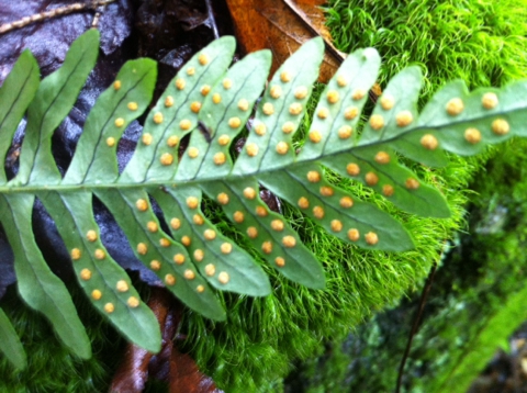 Underside of frond showing rows of round sori.