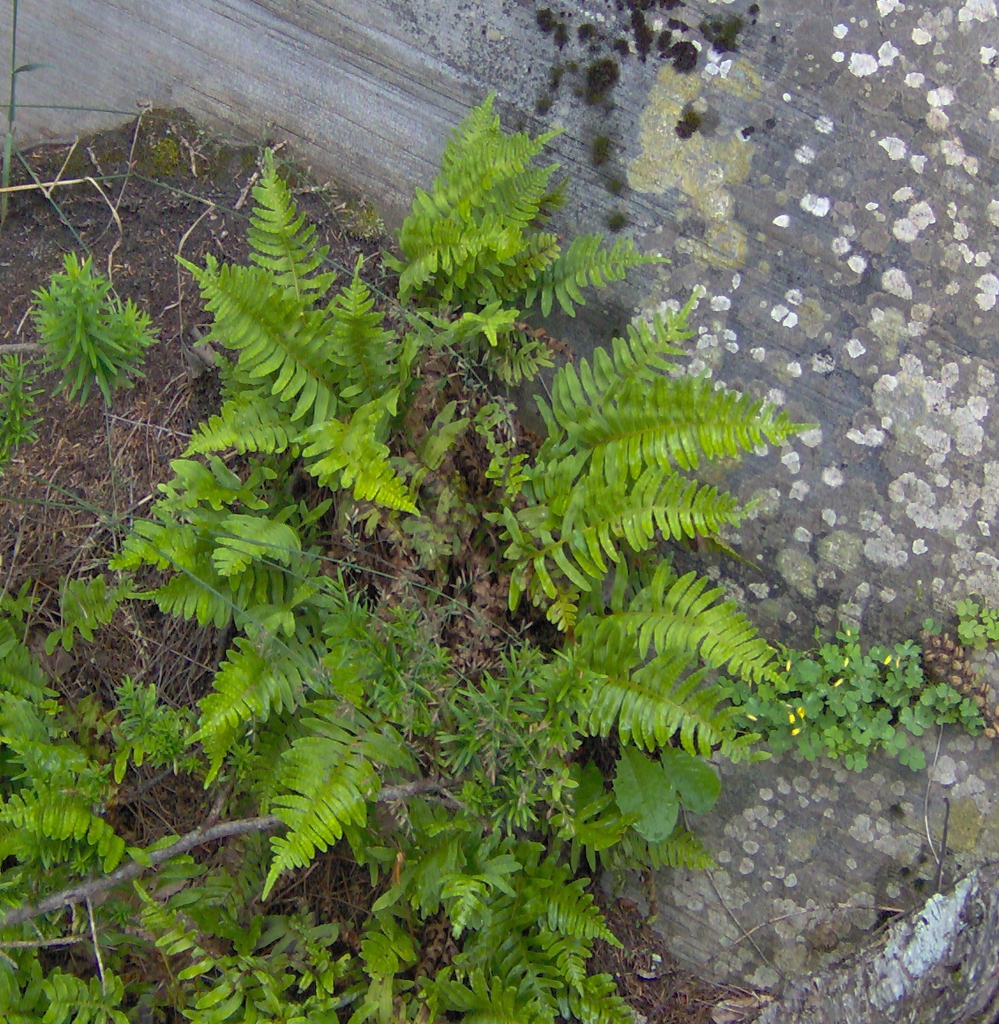 a fern with deeply divided fronds.