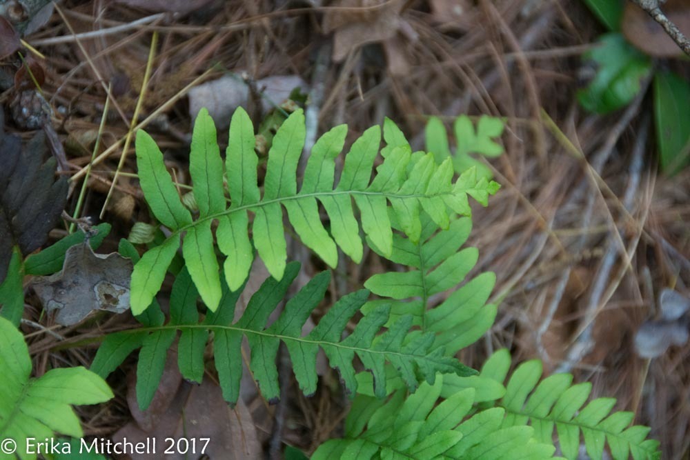 a fern with deeply divided fronds.