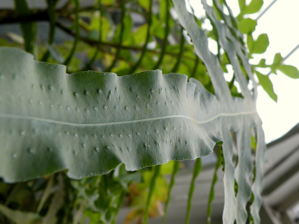 Leaf Blade