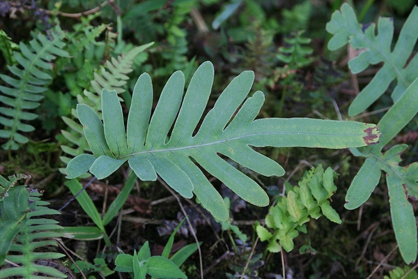 Polypodium aureum