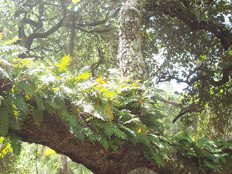 Polygonum polypodioides