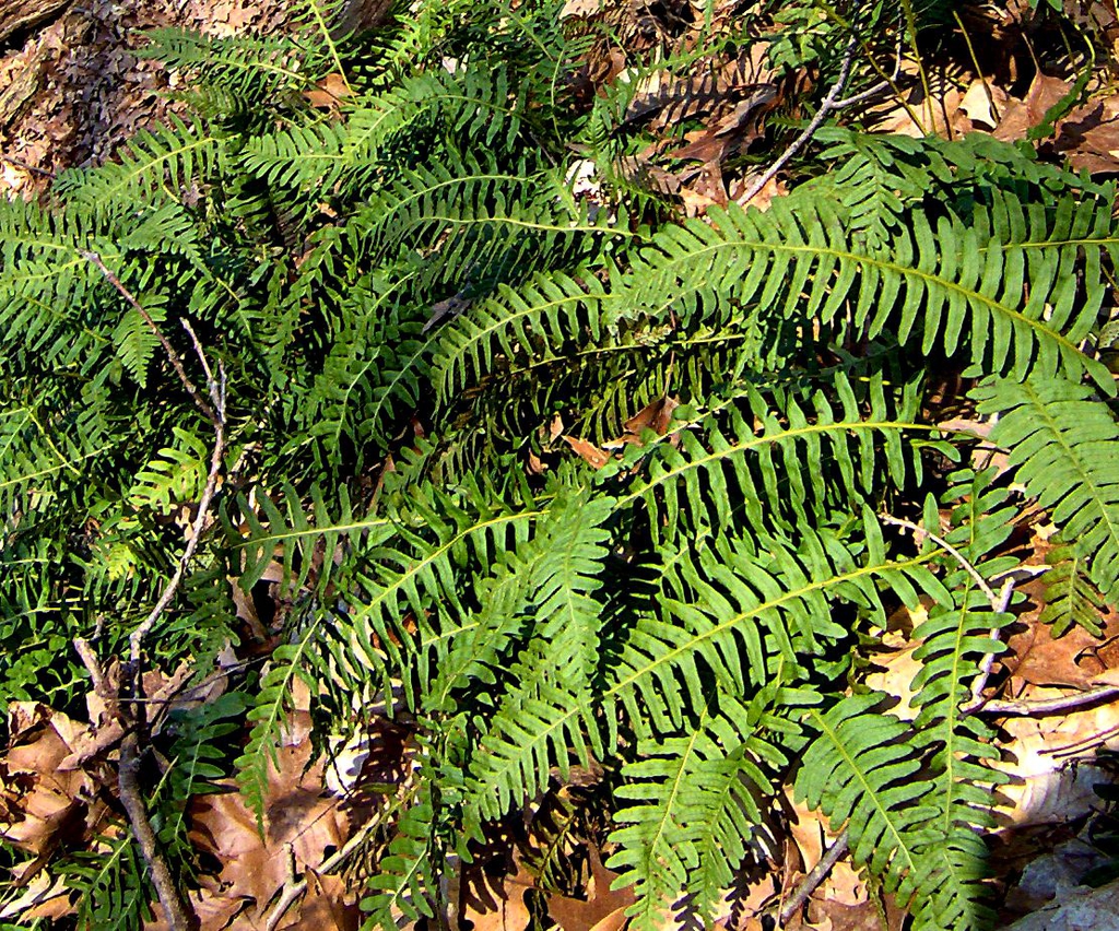 Polypodium virginianum