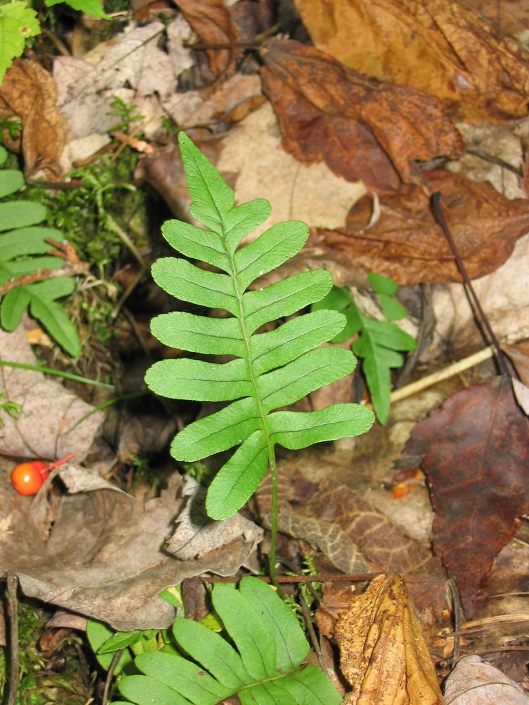 Polypodium virginianum