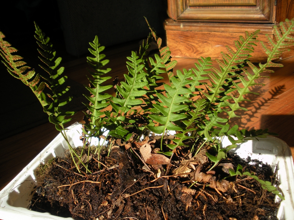 Polypodium virginianum