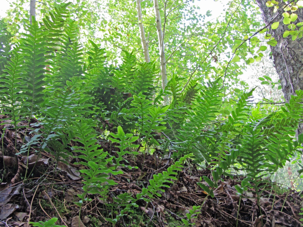 Stand of erect, coarsely pinnatisect fronds in a woodland.