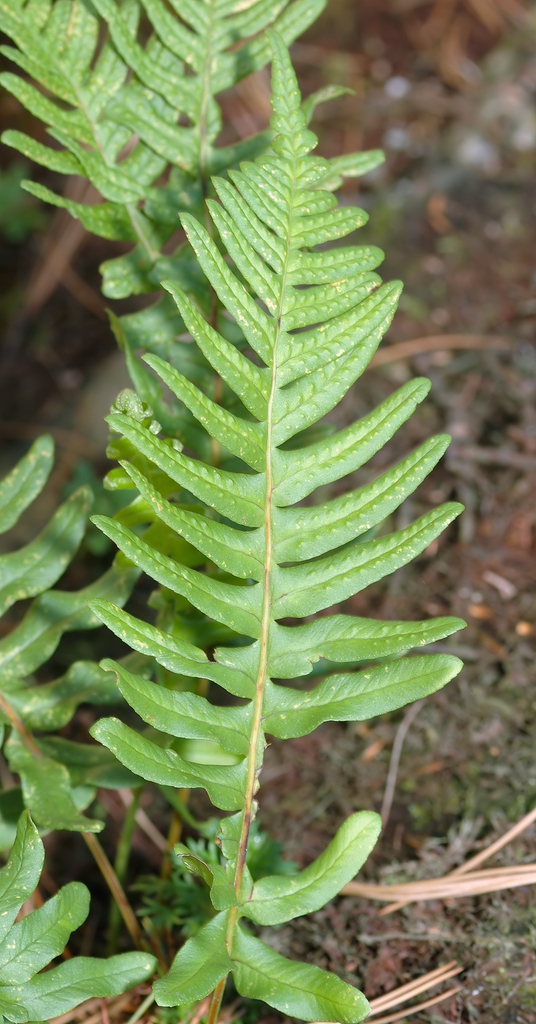 Single frond showing pinnatisect blade.
