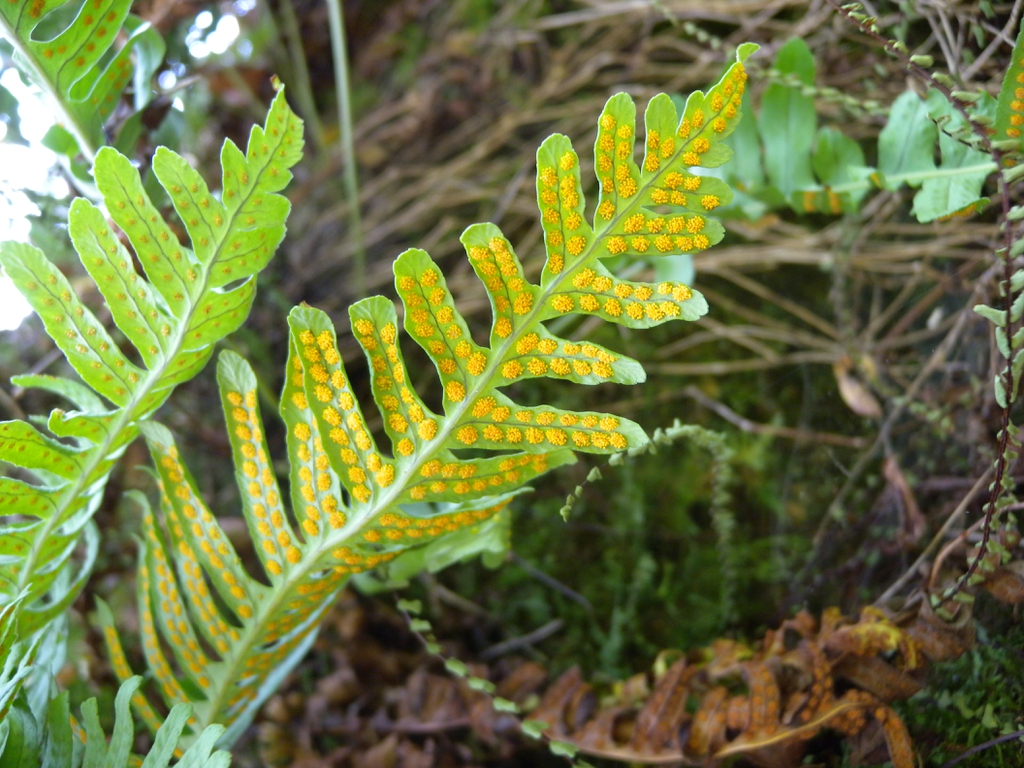 Underside of frond with rows of yellowish orange sori.