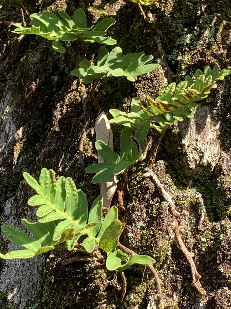 Erect, pinnatisect fronds growing from a wiry rhizome.