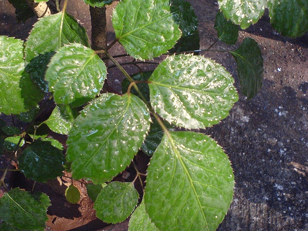 Polyscias balfouriana