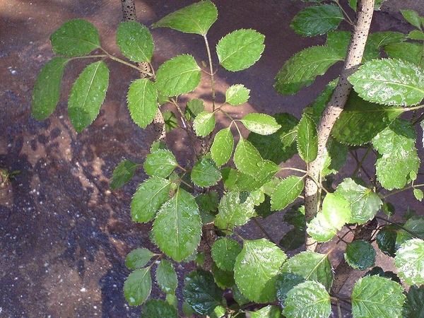 Polyscias balfouriana