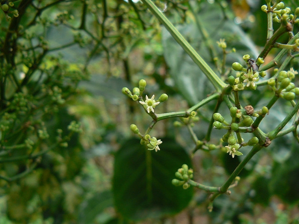 Polyscias balfouriana