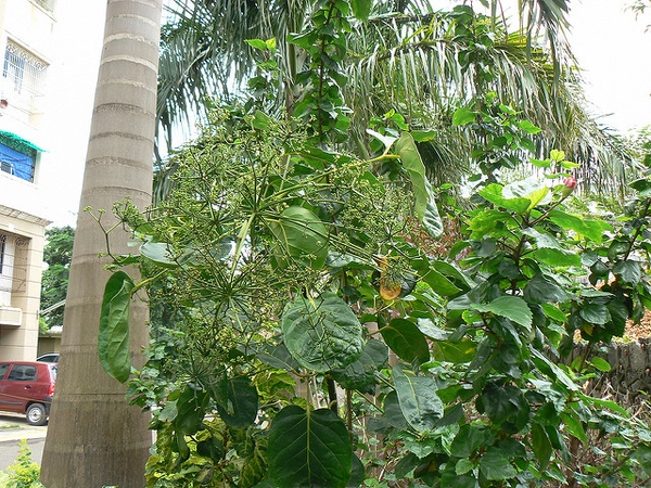 Polyscias balfouriana habit