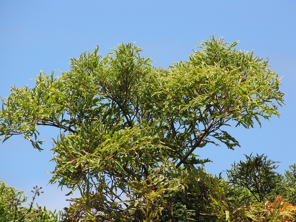 Native habitat