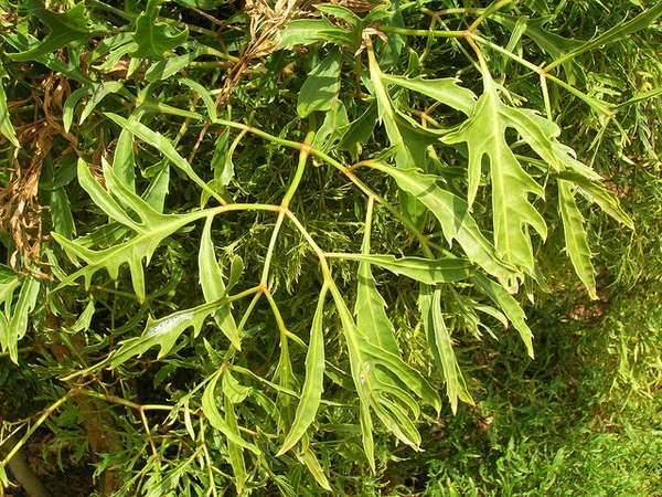 Leaves
