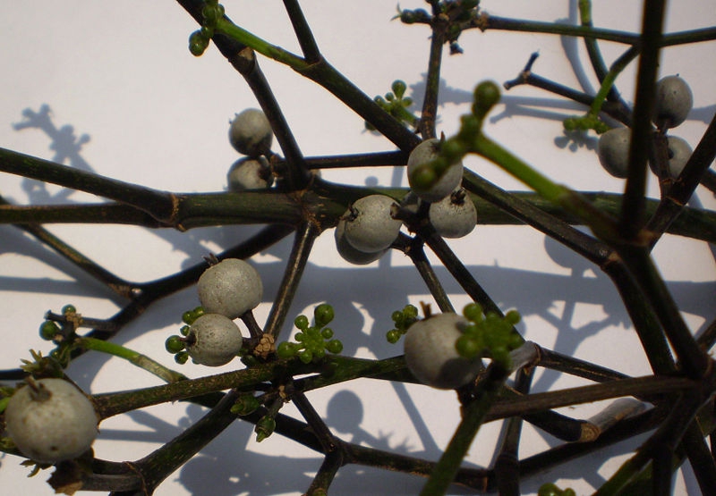 Fruit