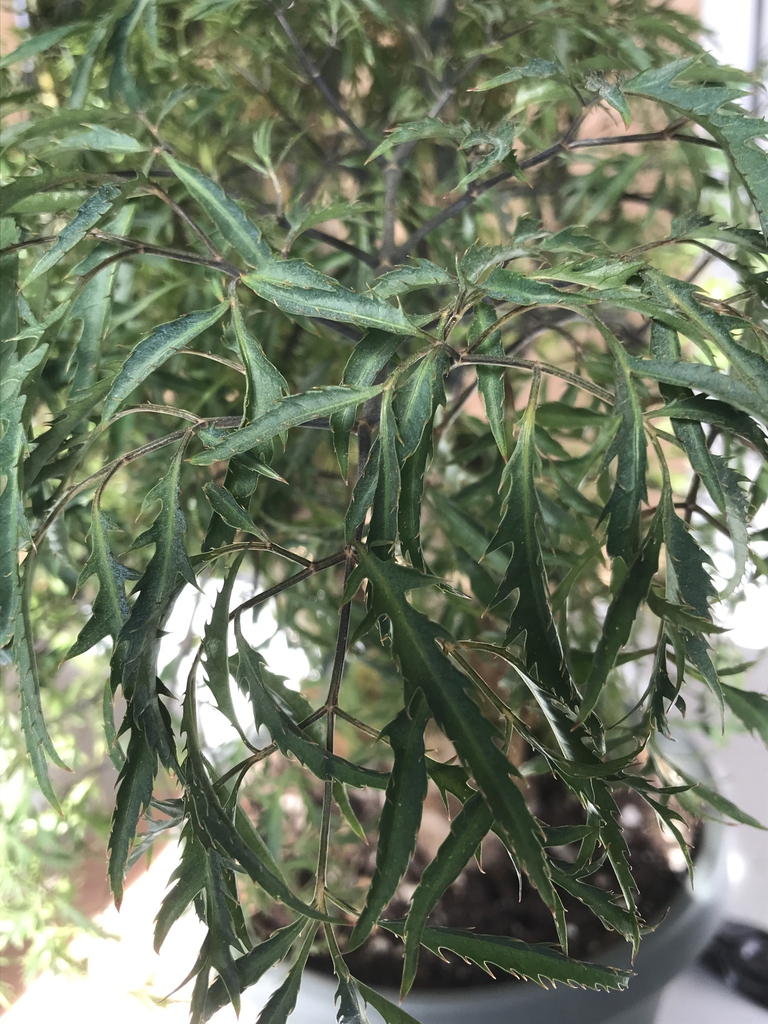 Finely divided leaves of a potted plant