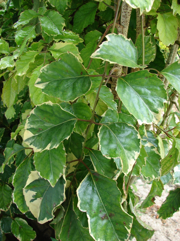 Variegated leaves