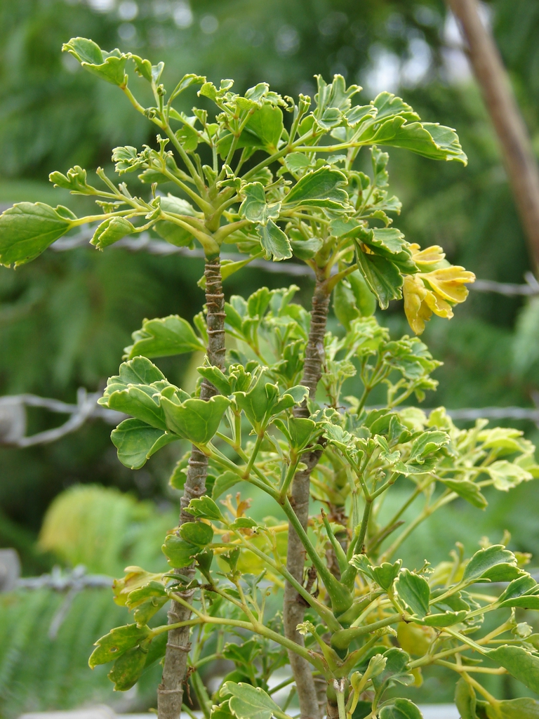 Stems and leaves