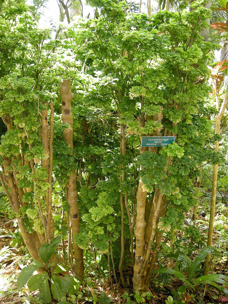 Form in native habitat