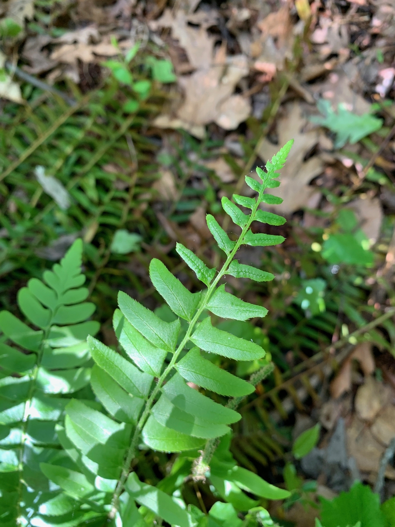 Close-up on pinnate fronds