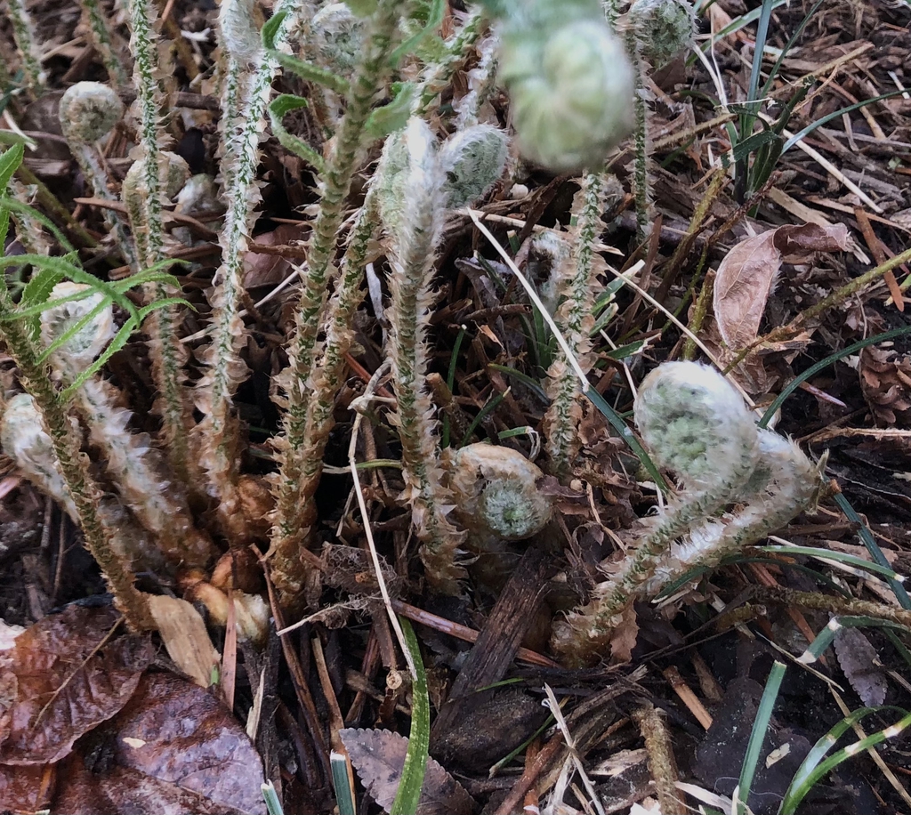 Emerging fiddleheads covered with silvery scales.