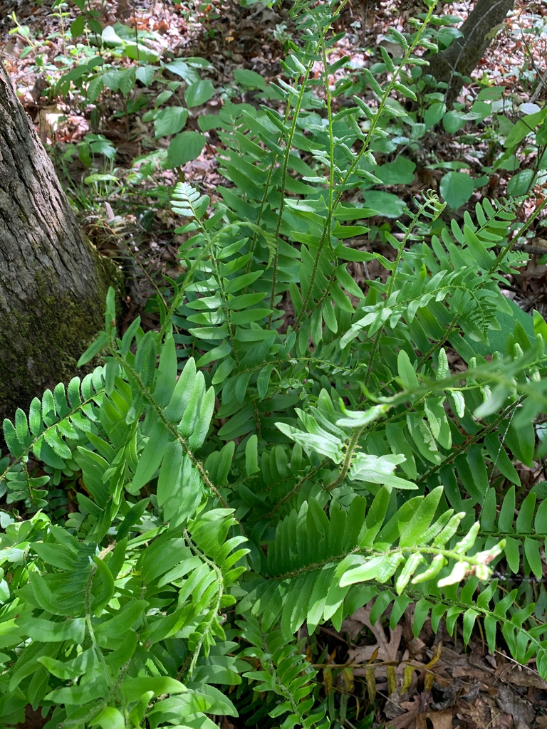 Rosettes of pinnate fronds.
