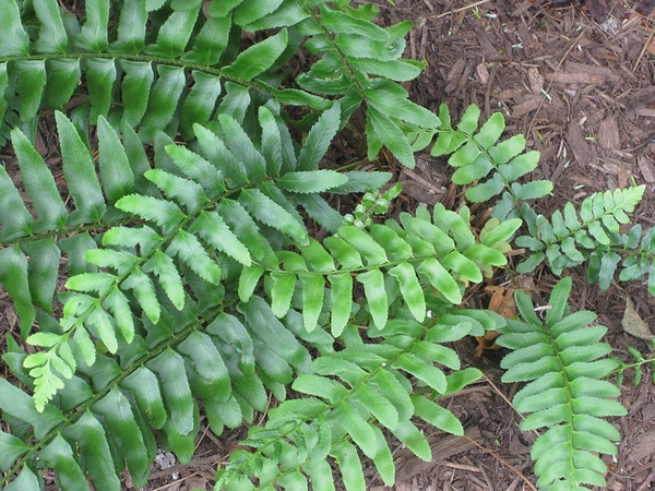 Pinnate fronds of varying lengths.